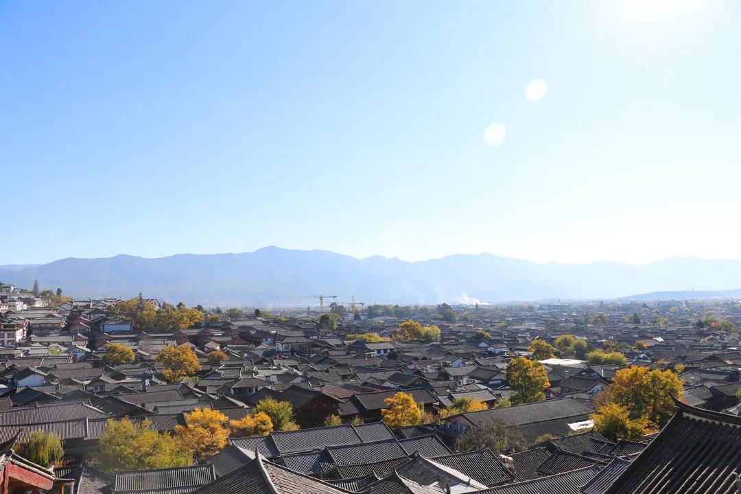 藏在麗江古城街頭巷尾的樹，一入冬就美成了畫
