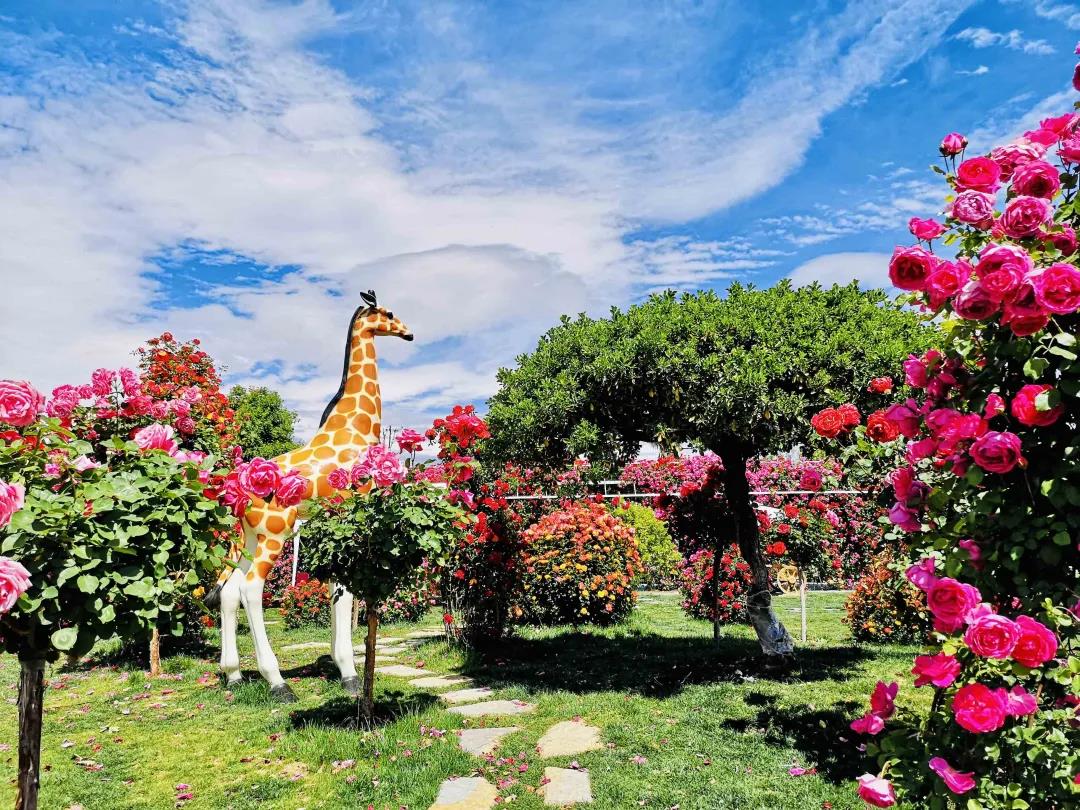 周末去哪兒？麗江這里花開成海，把園區(qū)打造成湖濱公園景區(qū)快來打卡！