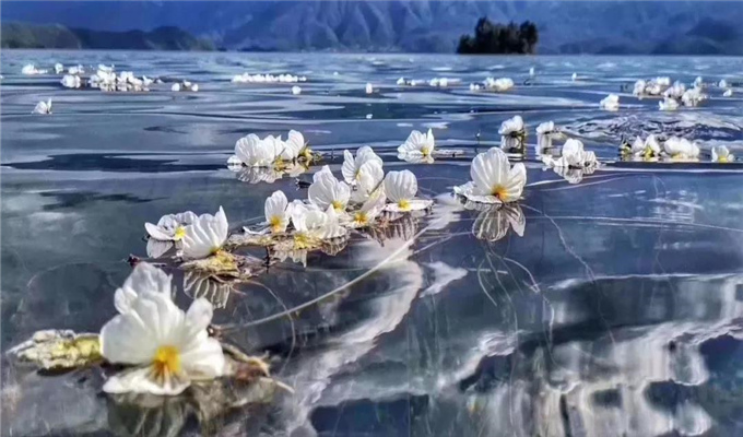 麗江旅游 戲水、弄花！瀘沽湖最美的季節(jié)到了！