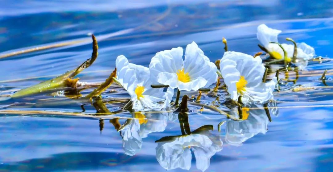 糟糕！瀘沽湖的“水性楊花”，讓我有了心動(dòng)的感覺！