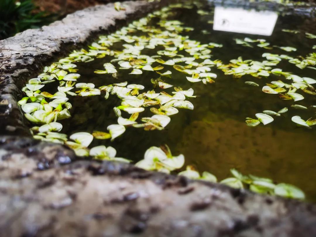 門前老槐又開花，七月來麗江古城這座百年老宅賞花聽雨