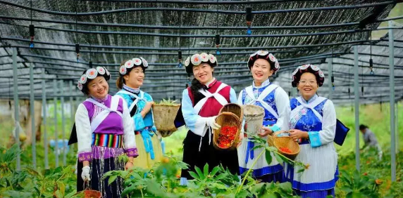50000多畝洋芋花開！太安迎來一年中的最美季節(jié)~
