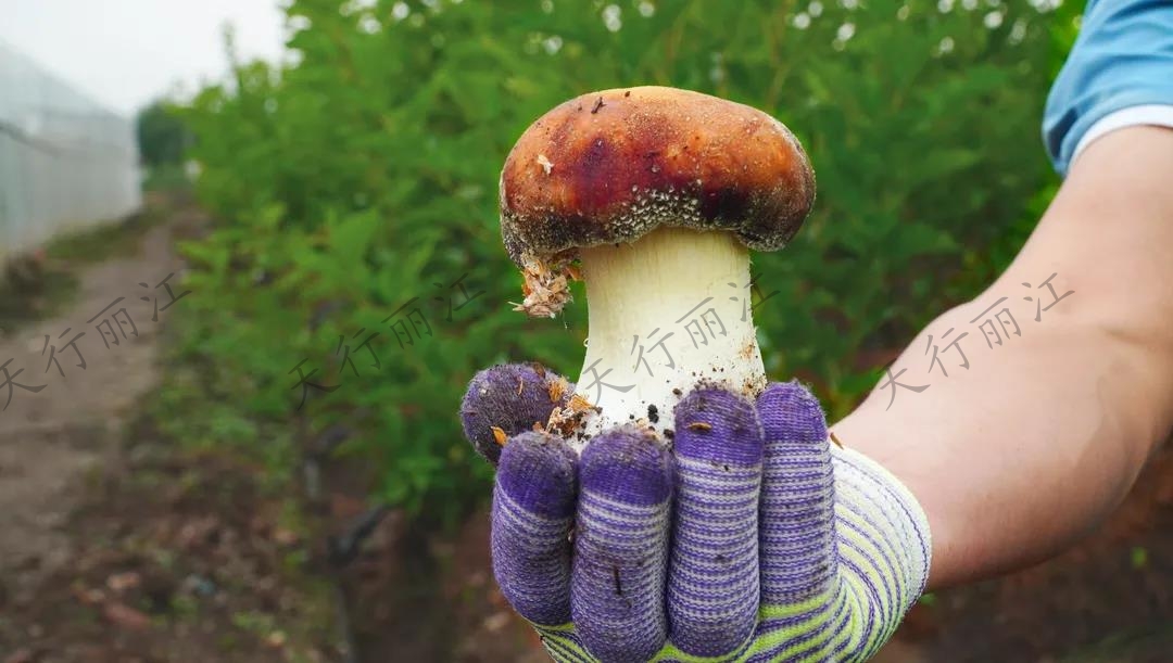 距離城區(qū)不到20分鐘！竟藏著一處可以采菌子的