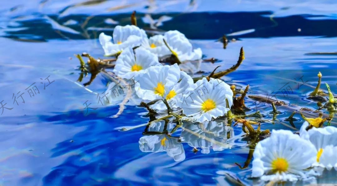 這個(gè)夏天一定要來(lái)麗江，看一次“水性楊花”