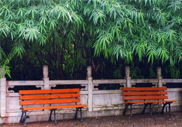 煙雨繚繞，黑龍?zhí)杜c詩(shī)平分秋色