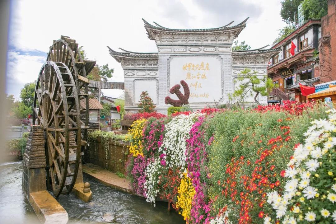 麗江傳媒，萬(wàn)朵菊花簇?fù)睇惤懦?！中秋時(shí)節(jié)快來(lái)賞菊！