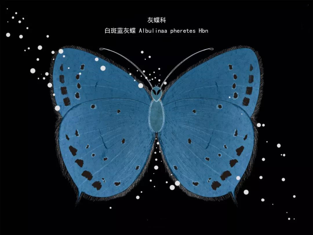 麗江傳媒公司：什么是玉龍雪山生物多樣性之美？且看這一只只“會(huì)飛的花朵”