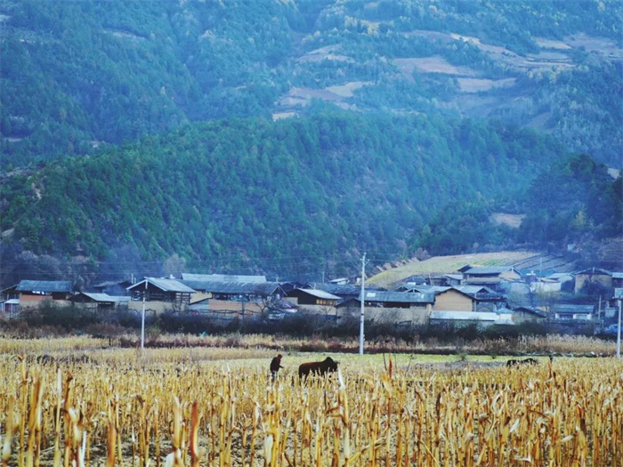 麗江特色節(jié)日：“殺年豬”對麗江人來說有多重要？