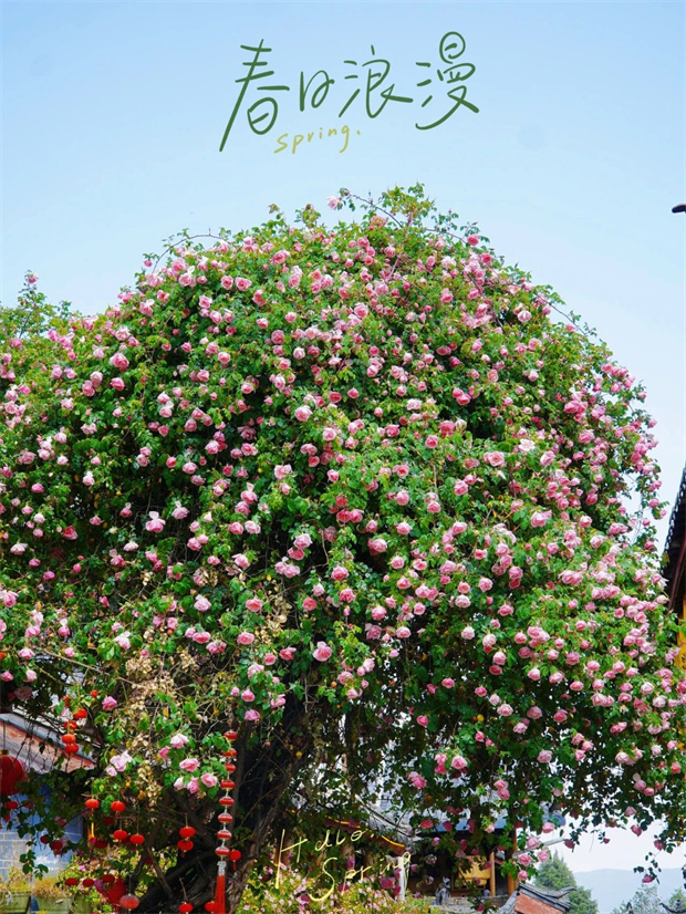 云南旅游,云南旅行社,云南團(tuán)建公司,云南會(huì)議公司,云南策劃公司,麗江旅游,麗江旅行社,麗江團(tuán)建公司,麗江策劃公司,麗江會(huì)議公司：一季芳華，半城詩畫，麗江古城的薔薇開了