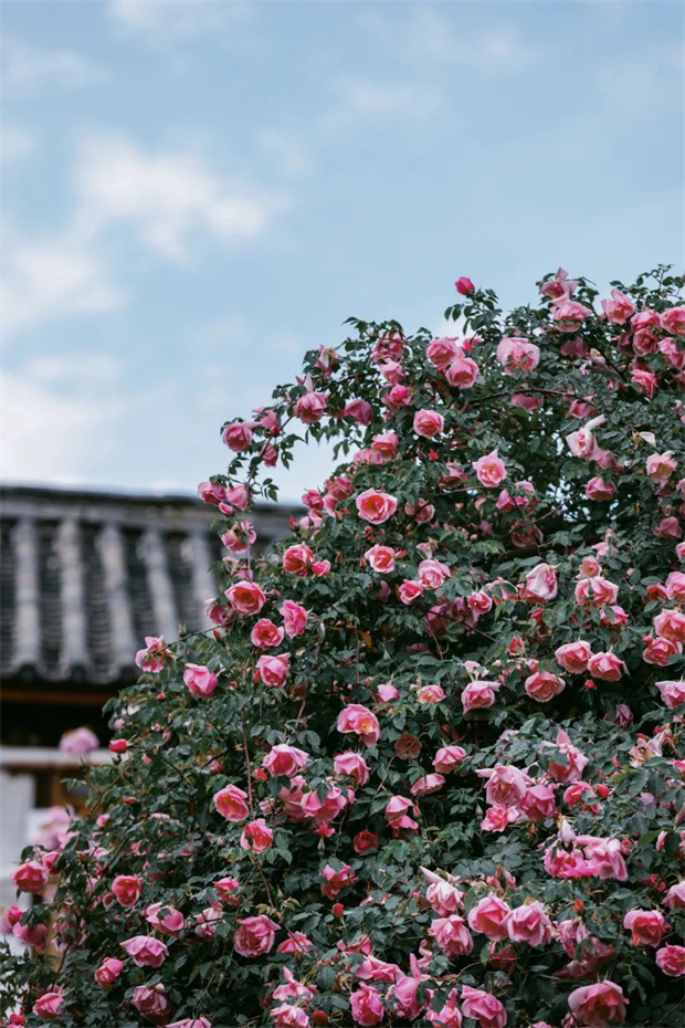 云南旅游,云南旅行社,云南團(tuán)建公司,云南策劃公司,云南會(huì)議公司,麗江旅游,麗江旅行社,麗江團(tuán)建公司,麗江策劃公司,麗江會(huì)議公司：一藤成景、孤株成林，有種幾乎接近于完美的花叫“麗江之路”